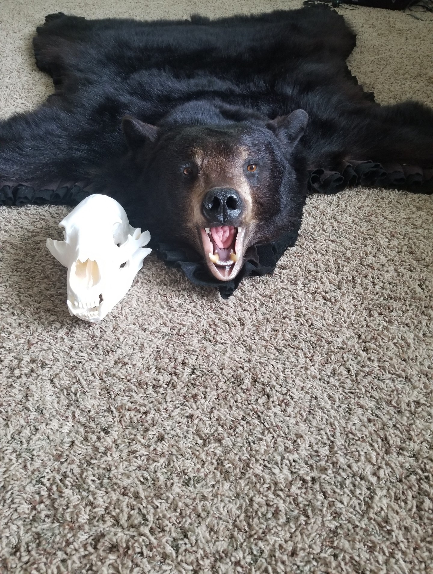 Bear