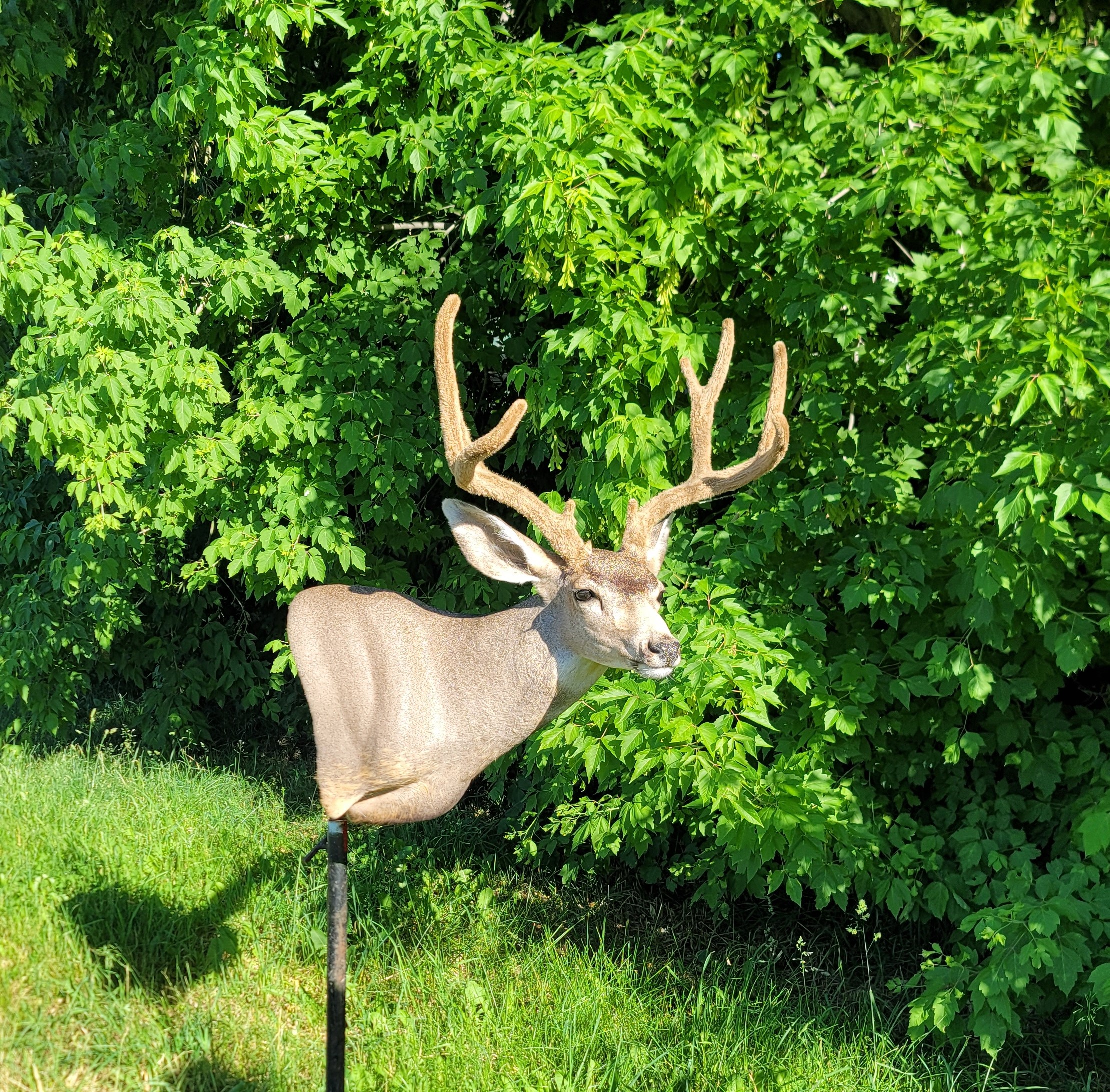 Mule Deer