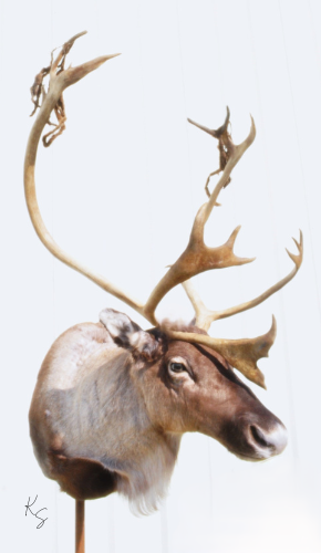 Caribou