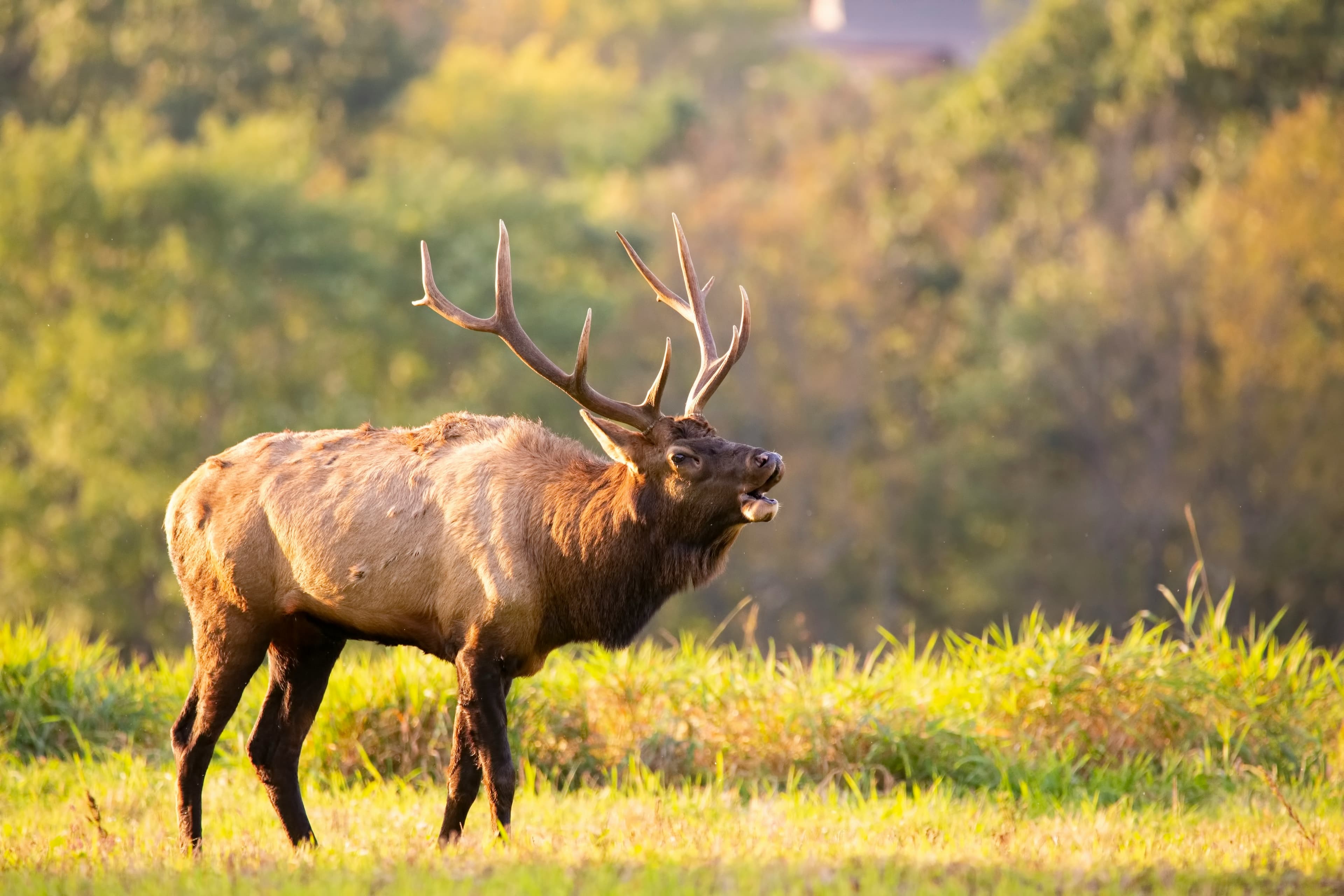 Elk mount by True to Life Taxidermy